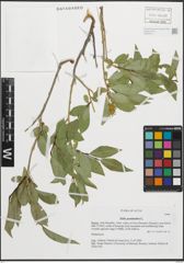 Foto von Salix pentandra L.
